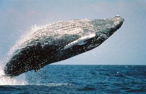 Humpback Whale Watching