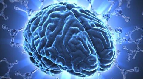 ¿Tienes un cerebro masculino o femenino?