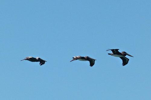 Las aves pueden dormir en pleno vuelo