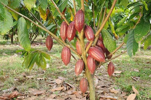 Es el cacao y no el chocolate el aliado de la salud