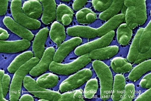 Sin la existencia de los antibióticos sería muy fácil morir