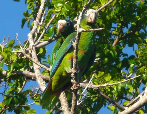 Firman acuerdo para conservar biodiversidad en la República Dominicana
