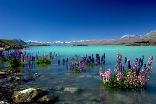 La belleza del lago Tekapo