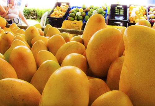 La provincia Baní exporta el equivalente a seis punto nueve millones US$ en mangos