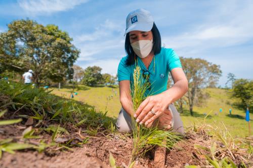 Grupo Popular siembra 1,500 árboles en el Plan Sierra