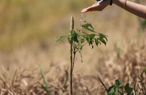 Popular realiza jornada de reforestación en San Francisco de Jacagua