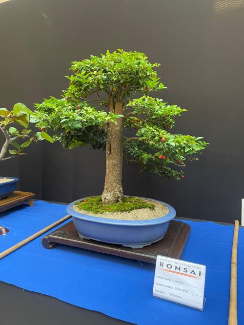 Embajada de Japón y Club de Bonsái realizaron exposición en Ágora Mall