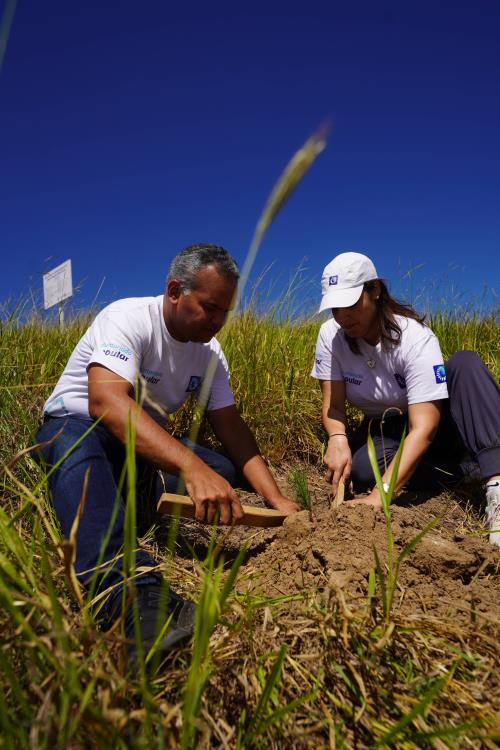 Voluntarios de Banco Popular siembran 4,300 árboles en Plan Sierra